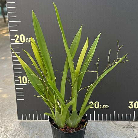 176542528146-Onc.Tsiku%20Marguerite%20'Chian-Tzy%20Dragon'%20%E6%A4%8D%E6%A0%AA2.5''2.jpg