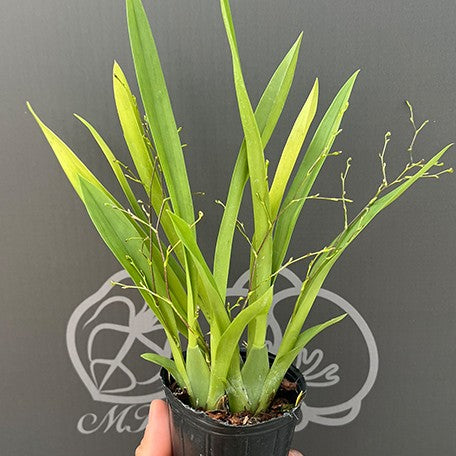 176542528172-Onc.Tsiku%20Marguerite%20'Chian-Tzy%20Dragon'%20%E6%A4%8D%E6%A0%AA2.5''1.jpg
