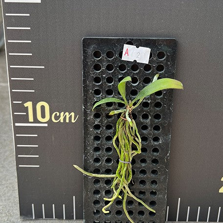 176543030461-Phal.%20wilsonii%20%C3%97%20sib%20%E6%A4%8D%E6%9D%BF2.jpg