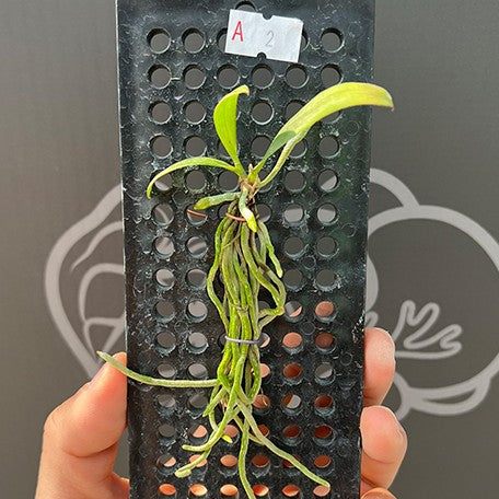 176543030463-Phal.%20wilsonii%20%C3%97%20sib%20%E6%A4%8D%E6%9D%BF1.jpg