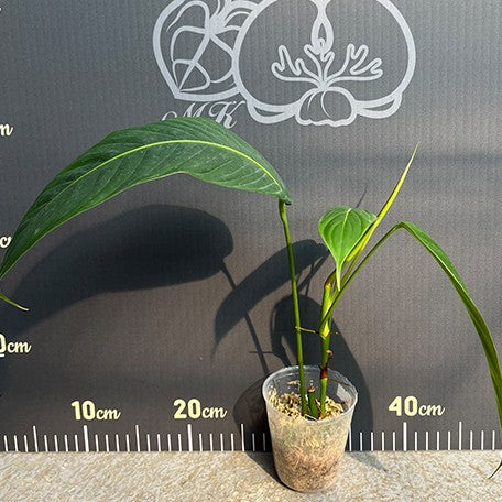 176543080044-Philodendron%20heterocraspedon%20H%E8%94%93%20%E6%A4%8D%E6%A0%AA2.5''2.jpg