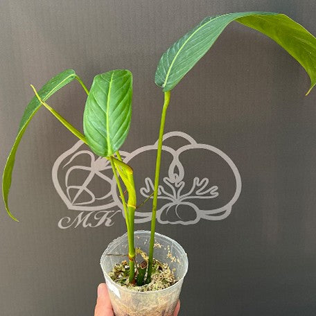 176543080081-Philodendron%20heterocraspedon%20H%E8%94%93%20%E6%A4%8D%E6%A0%AA2.5''1.jpg