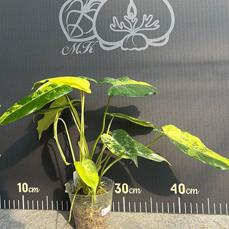 176543102321-Philodendron%20Burle%20Marx%20Variegated%20%E6%A4%8D%E6%A0%AA2.5''2.jpg