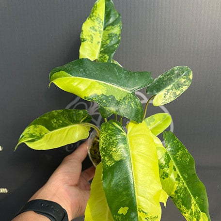176543102354-Philodendron%20Burle%20Marx%20Variegated%20%E6%A4%8D%E6%A0%AA2.5''1.jpg