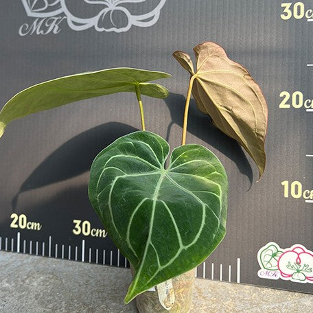 176543132014-Anthurium%20papillilaminum%20%C3%97%20magnificum%20%E6%A4%8D%E6%A0%AA2.5''1.jpg