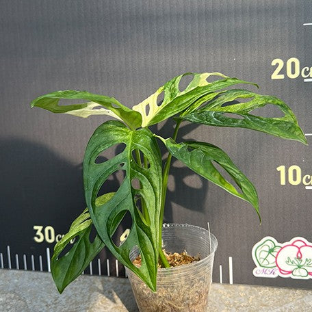 176543151540-Monstera%20adansonii%20Variegated%20%E6%A4%8D%E6%A0%AA2.5''1.jpg