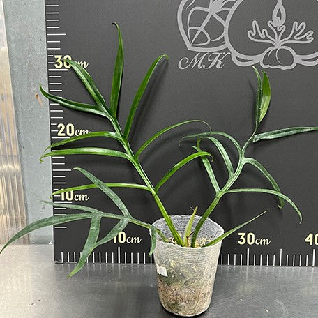 176543680383-Philodendron%20tortum%20(wide)%20%E6%A4%8D%E6%A0%AA3''1.jpg