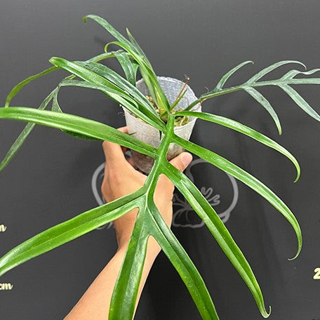 176543680386-Philodendron%20tortum%20(wide)%20%E6%A4%8D%E6%A0%AA3''2.jpg