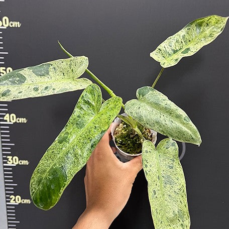 176543718132-Philodendron%20paraiso%20verde%20%E6%A4%8D%E6%A0%AA2.5''2.jpg