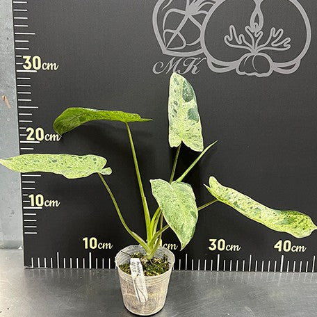 176543718152-Philodendron%20paraiso%20verde%20%E6%A4%8D%E6%A0%AA2.5''1.jpg