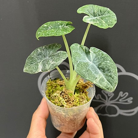 176543735480-Alocasia%20melo%20variegated%20%E6%A4%8D%E6%A0%AA2.5''5.jpg