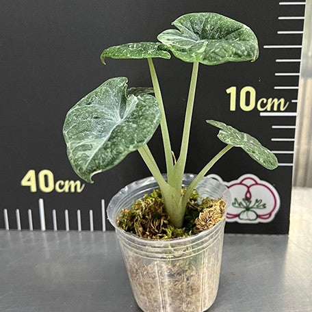 176543735494-Alocasia%20melo%20variegated%20%E6%A4%8D%E6%A0%AA2.5''4.jpg