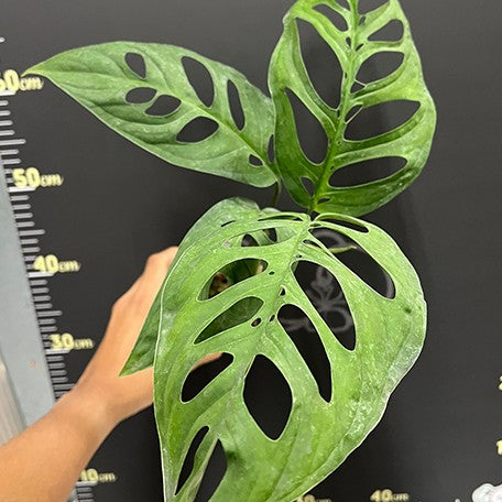 176543758219-Monstera%20epipremnoides%20%E6%A4%8D%E6%A0%AA3''2.jpg