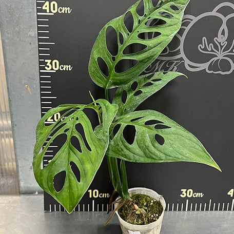176543758246-Monstera%20epipremnoides%20%E6%A4%8D%E6%A0%AA3''1.jpg
