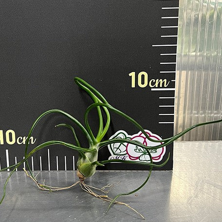 176543782245-Tillandsia%20bulbosa%20%E6%A4%8D%E6%A0%AA%E8%A3%B8%E6%A0%B92.jpg