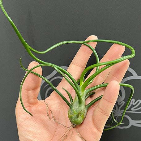 176543782255-Tillandsia%20bulbosa%20%E6%A4%8D%E6%A0%AA%E8%A3%B8%E6%A0%B91.jpg