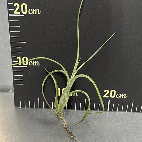 176543795017-Tillandsia%20intermedia%20%E6%A4%8D%E6%A0%AA%E8%A3%B8%E6%A0%B91.jpg