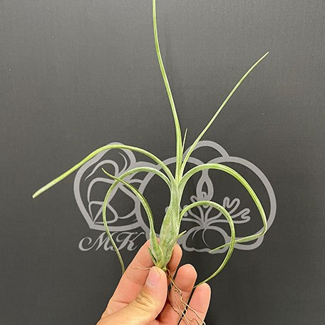 176543795067-Tillandsia%20intermedia%20%E6%A4%8D%E6%A0%AA%E8%A3%B8%E6%A0%B92.jpg