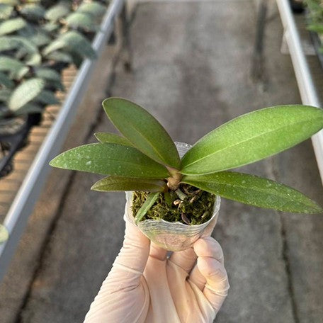 176544309115-Phal.%20Liu's%20Sakura%20%E6%A4%8D%E6%A0%AA1.7''%202.jpg