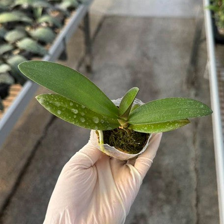 176544309198-Phal.%20Liu's%20Sakura%20%E6%A4%8D%E6%A0%AA1.7''%201.jpg