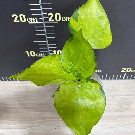 176551035049-Alocasia%20Cucullata%20Banana%20Split%20%E6%A4%8D%E6%A0%AA3.0''1.jpg