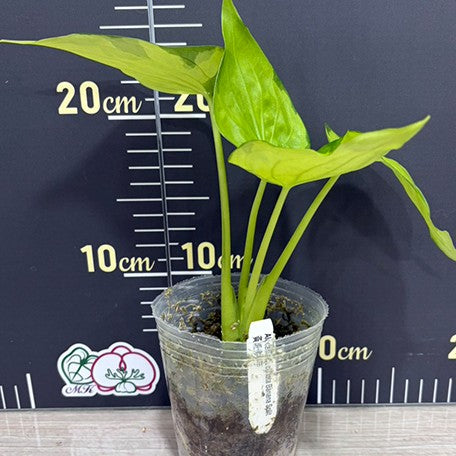 176551035087-Alocasia%20Cucullata%20Banana%20Split%20%E6%A4%8D%E6%A0%AA3.0''2.jpg