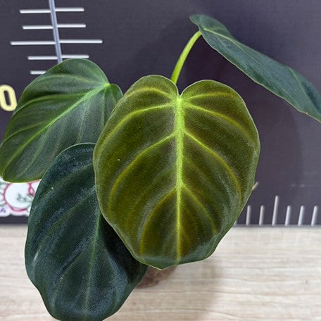 176551057254-Philodendron%20luxurians%20%E6%A4%8D%E6%A0%AA2.5''1.jpg