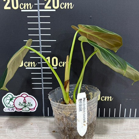 176551057288-Philodendron%20luxurians%20%E6%A4%8D%E6%A0%AA2.5''2.jpg