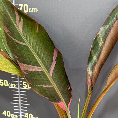 176575930360-Musa%20nono%20variegated%20%E6%A4%8D%E6%A0%AA4''1.jpg