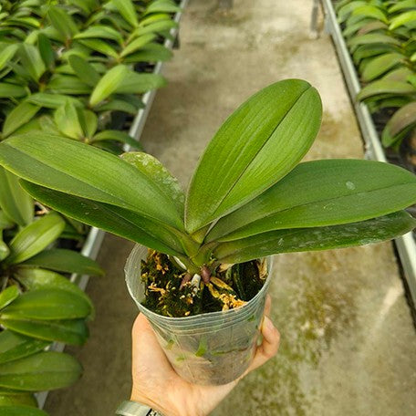 176578306210-Phal.%20Tying%20Shin%20Happy%20Juliet%20%E6%A4%8D%E6%A0%AA3.0''1.jpg