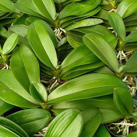 176578306265-Phal.%20Tying%20Shin%20Happy%20Juliet%20%E6%A4%8D%E6%A0%AA3.0''2.jpg