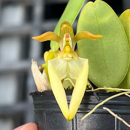 176578404133-Bulb.%20lasiochilum%20var.%20flava%20%C3%97%20sib%20%E8%8A%B12.jpg
