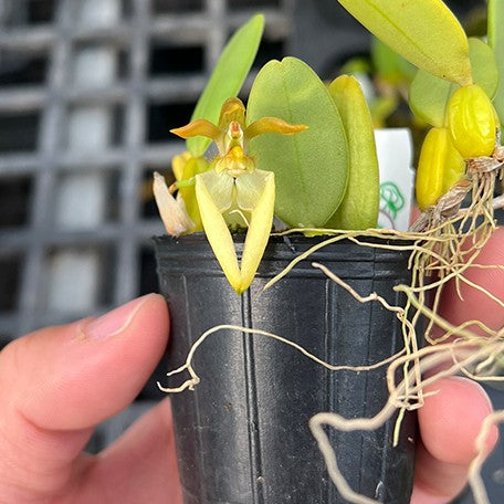 176578404181-Bulb.%20lasiochilum%20var.%20flava%20%C3%97%20sib%20%E8%8A%B11.jpg
