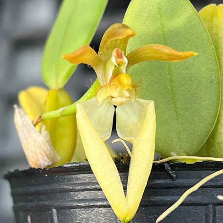 176578404193-Bulb.%20lasiochilum%20var.%20flava%20%C3%97%20sib%20%E8%8A%B13.jpg