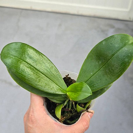 176593801853-Phal.%20Lea%20Marie%20Salazar%20%E6%A4%8D%E6%A0%AA2.5''1.jpg