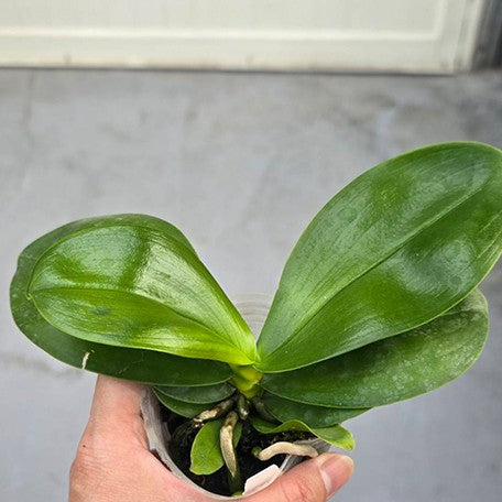 176593801890-Phal.%20Lea%20Marie%20Salazar%20%E6%A4%8D%E6%A0%AA2.5''2.jpg