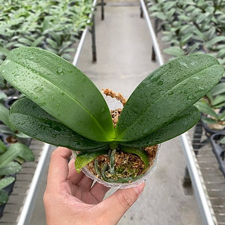 176596058821-Phal.%20equestris%20var.%20alba%20%C3%97%20sib%20%E6%A4%8D%E6%A0%AA2.5''1.jpg