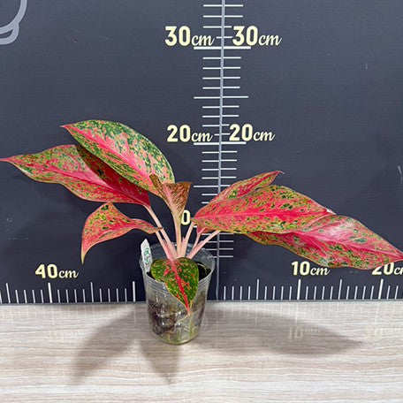 176613500642-Aglaonema%20spp.%20'Samantha'%20%E6%A4%8D%E6%A0%AA2.5''1.jpg