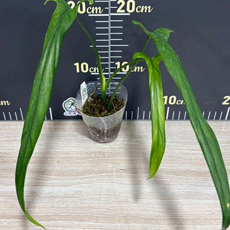 176613518643-Philodendron%20holtonianum%20%E6%A4%8D%E6%A0%AA2.5''1.jpg