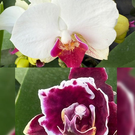 176653539578-Phal.%20OX%20Benita%20%E8%8A%B13.jpg