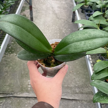 176671428496-Phal.%20Charming%20Marshmallow%20%E6%A4%8D%E6%A0%AA2.5''1.jpg