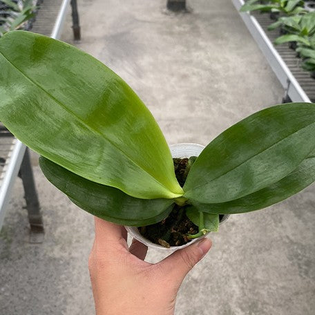 176671502130-Phal.%20Samera%20var.%20alba%20%C3%97%20sib%20%E6%A4%8D%E6%A0%AA2.5''1.jpg