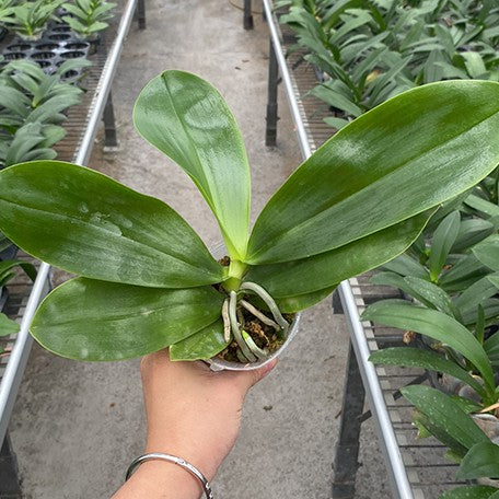176671598199-Phal.%20Lyndon%20Mix%20Zebra%20'826'%20%E6%A4%8D%E6%A0%AA2.5''1.jpg