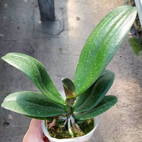 176671929779-Phal.%20I-Hsin%20Yellow%20Leopard%20%E6%A4%8D%E6%A0%AA2.5''1.jpg