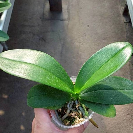 176671938637-Phal.%20Fangmei%20A%20Hot%20(peloric)%20%E6%A4%8D%E6%A0%AA2.5''1.jpg