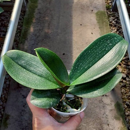 176672005328-Phal.%20Dragon%20Heart%20%E6%A4%8D%E6%A0%AA2.5''1.jpg