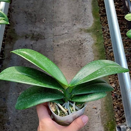 176672045315-Phal.%20Harck%20Peony%20%E6%A4%8D%E6%A0%AA2.5''1.jpg