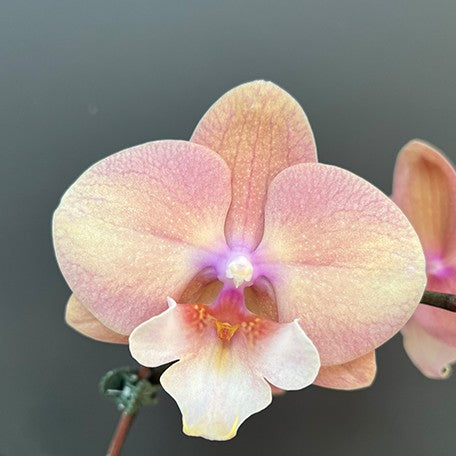 176672049882-Phal.%20King%20Car%20Beauty%20%E8%8A%B14.jpg