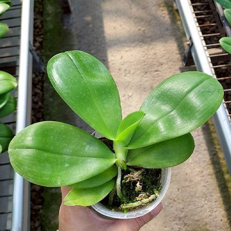 176672060810-Phal.%20Lyndon%20Mix%20Zebra%20'278'%20%E6%A4%8D%E6%A0%AA2.5''1.jpg
