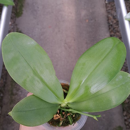 176672089290-Phal.%20Lyndon%20Mix%20Zebra%20'826'%20%E6%A4%8D%E6%A0%AA2.5''2.jpg